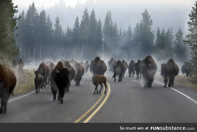 Morning rush hour traffic in Yellowstone National Park