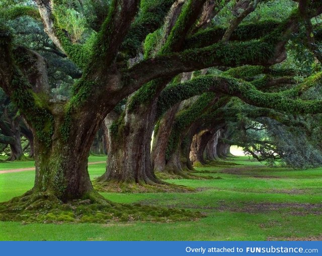 Amazing oak alley plantation louisiana pictures