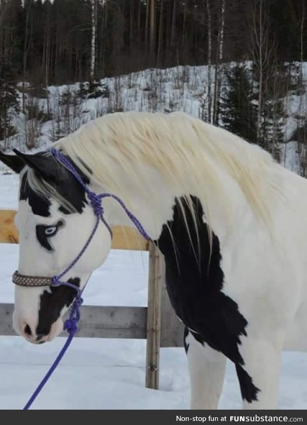 The coloring of this horse!
