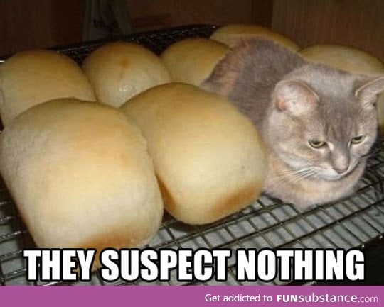 Loaf kitten