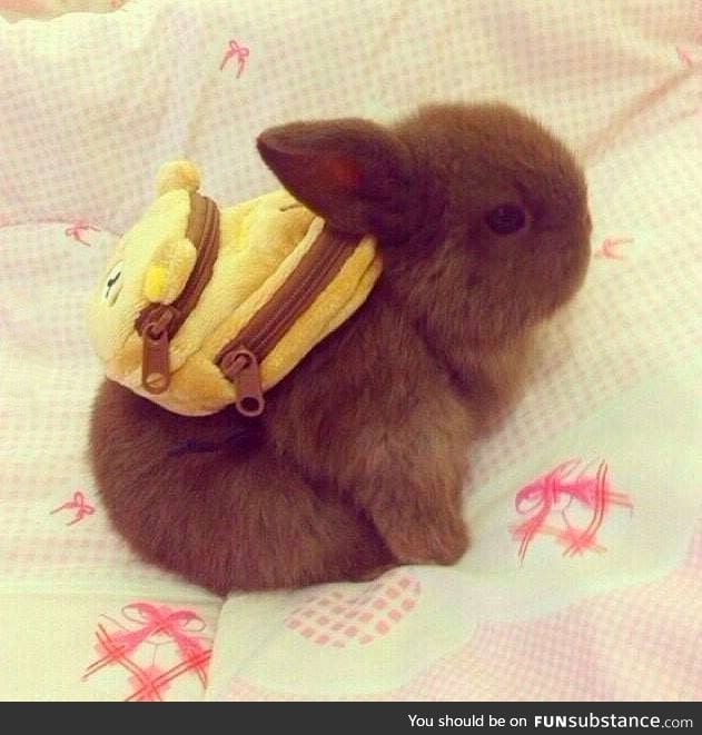 Tiny bunny with tiny backpack