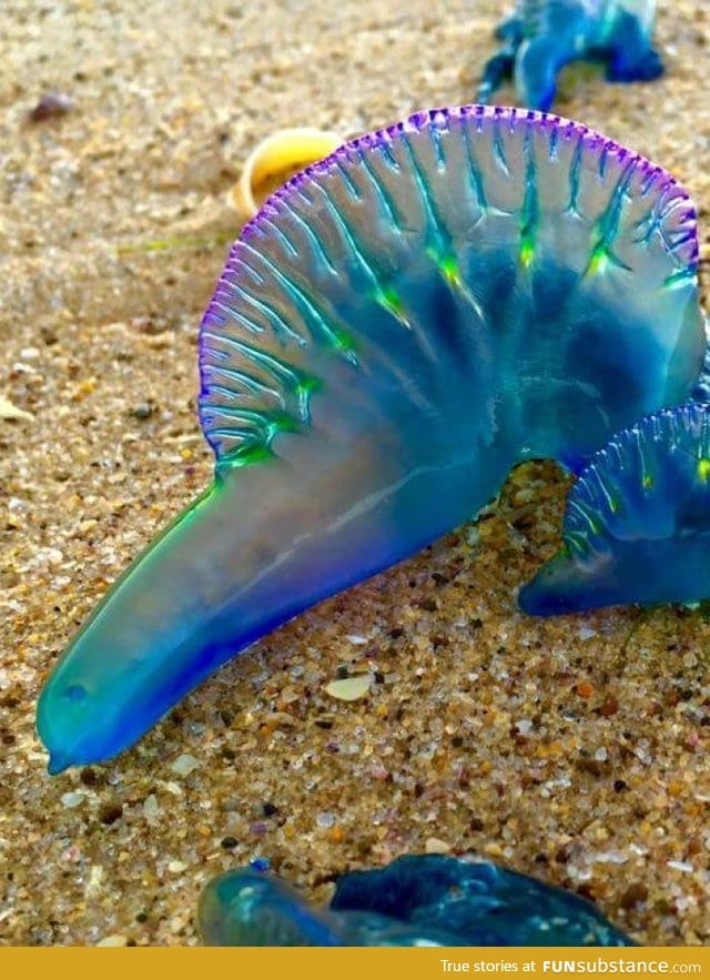 Large numbers of highly toxic bluebottle jellyfish have washed ashore in Australia