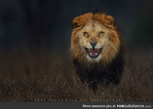 Photographer Atif Saeed risked his life for this shot