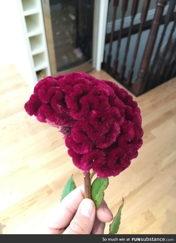 This flower that looks like a human brain