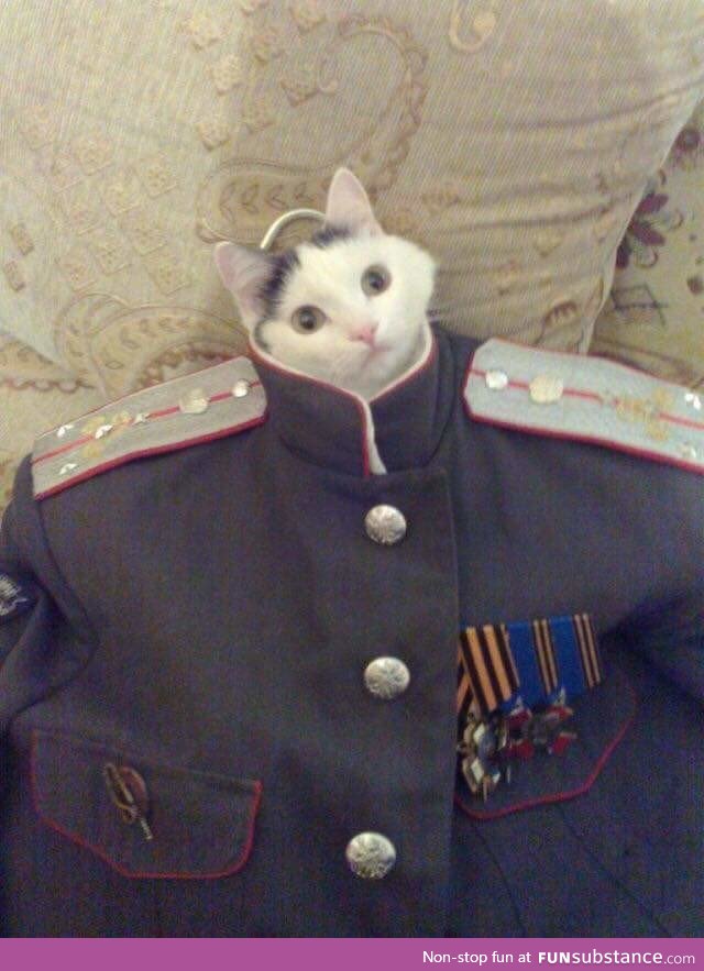 Look at me, I'm the Captain meow