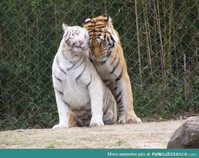 Two tigers in love