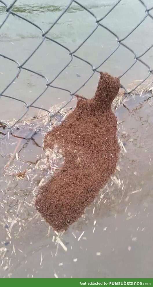 Fire Ants in the SC flood