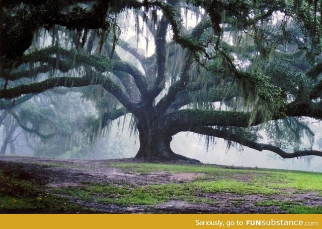 500 year old Oak Tree