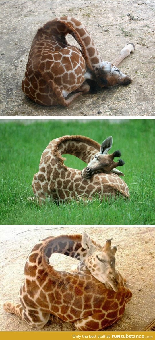 So this is how giraffes sleep