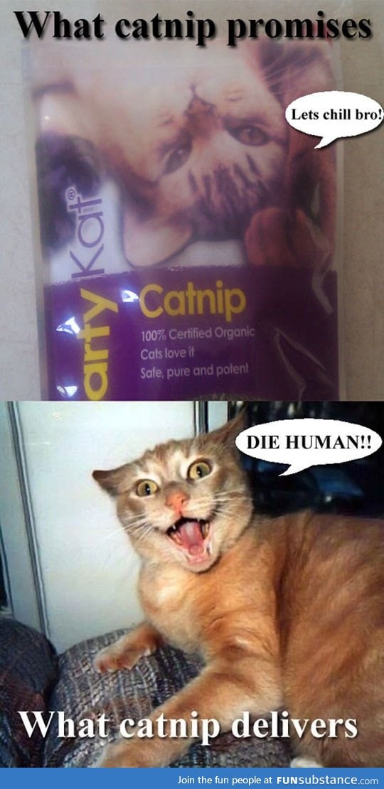 Catnip promises