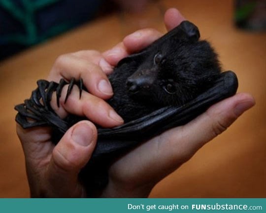 When adorable baby bats have nightmares