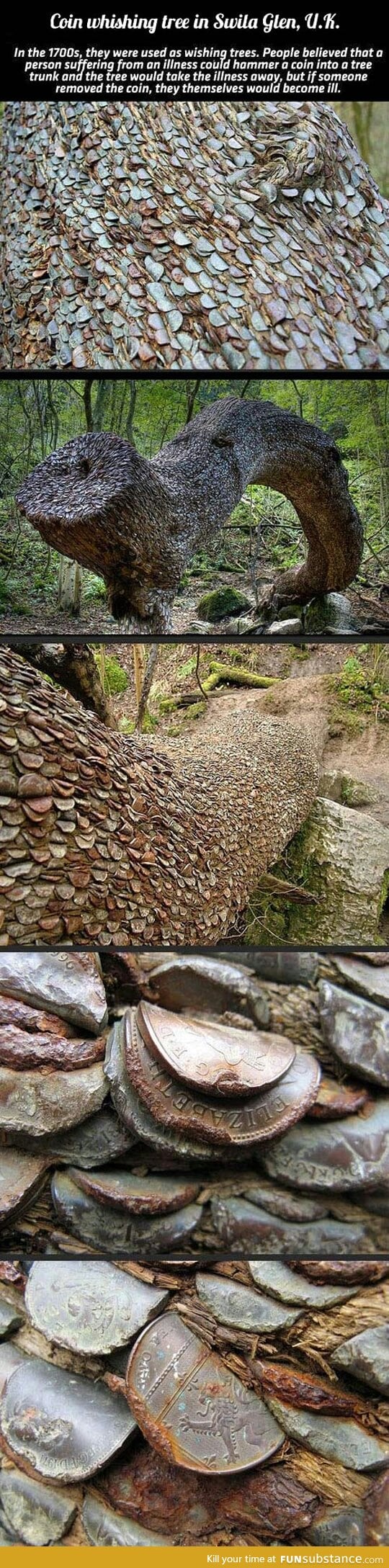 coin tree