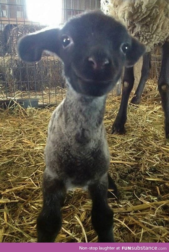 Having A Bad Day? Well, Here's A Smiling Lamb