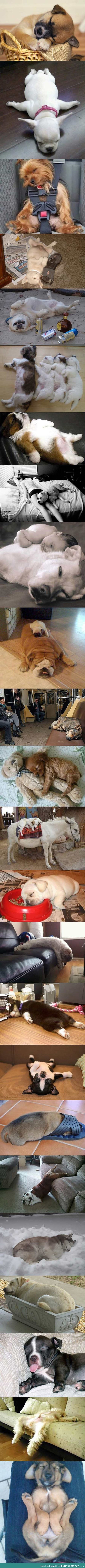 Dogs sleeping are so adorable