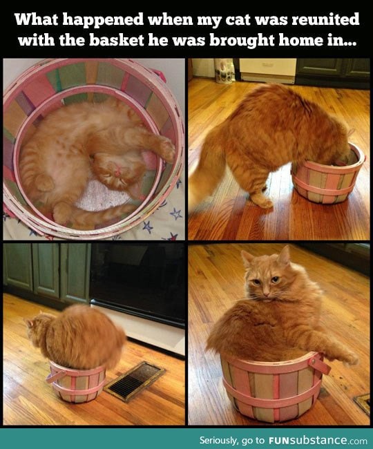 Reunited with his old basket