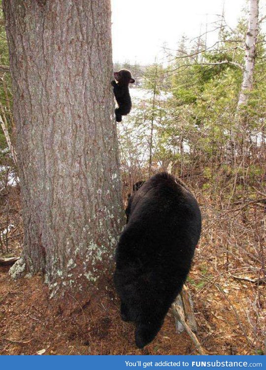 A Little Bear's First Climbing Lesson