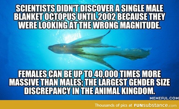 Imagine if a human female was 40,000 times more massive than the average human male