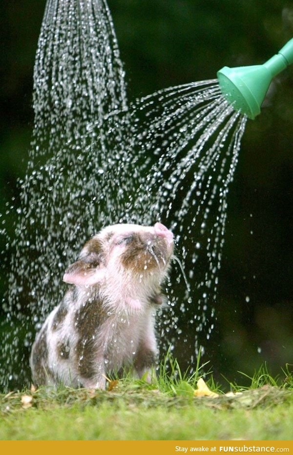 Piggy shower