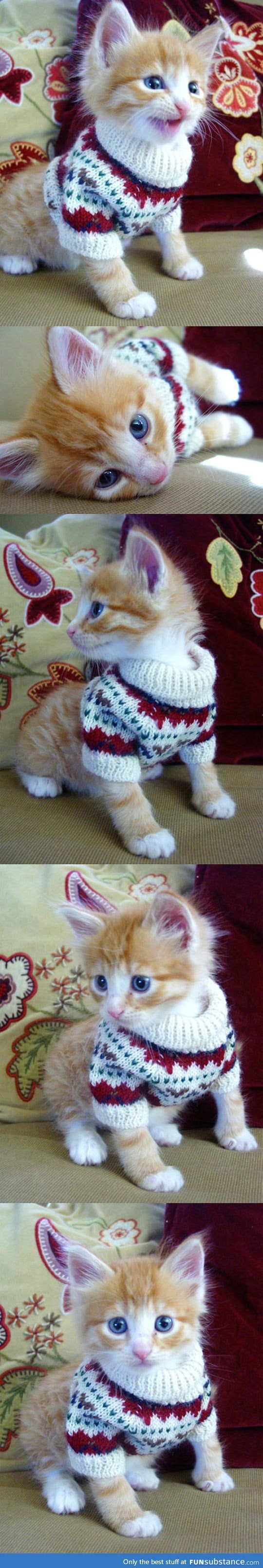 Kitty in a sweater