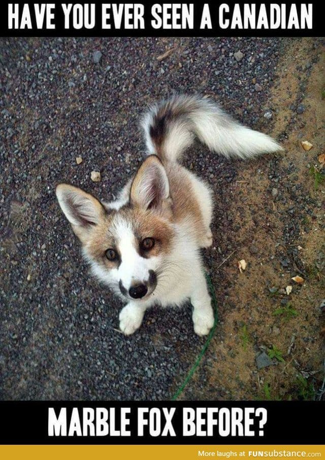 Canadian Marble Fox. Really cute