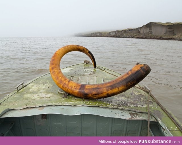 Freshly unearthed Mammoth tusk