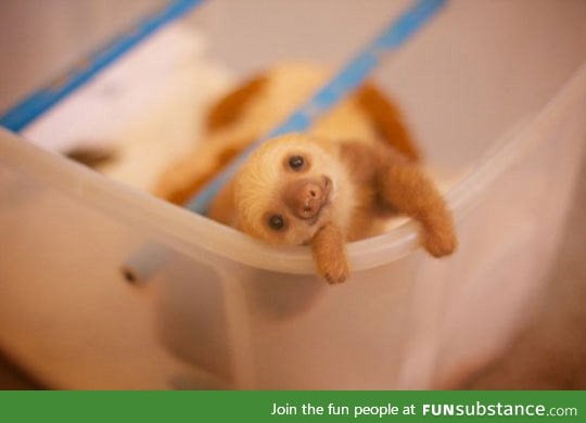 The cutest baby sloth in existence