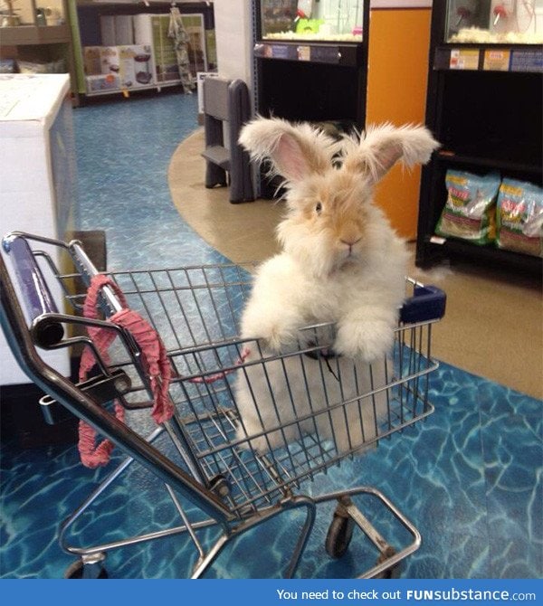 Excuse me, what aisle are the carrots in?