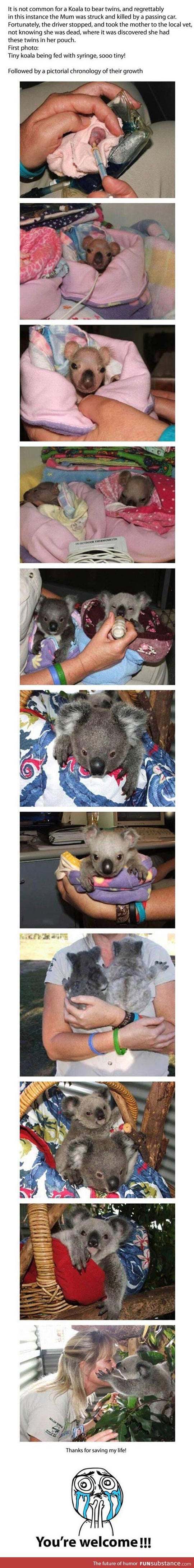 Rescuing koalas