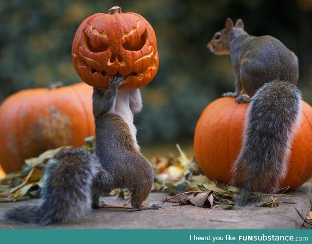 Squirrel pumpkin