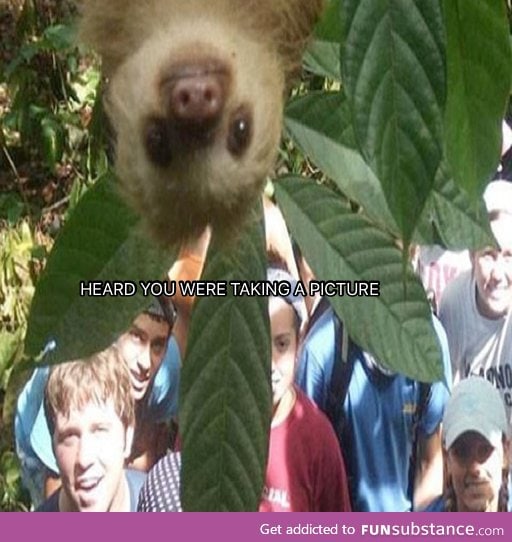 Sloth photobomb