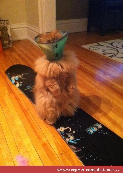 When an extra-fluffy cat has to wear a cone