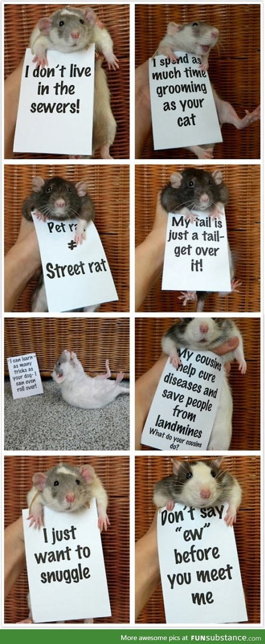Rats are so misunderstood