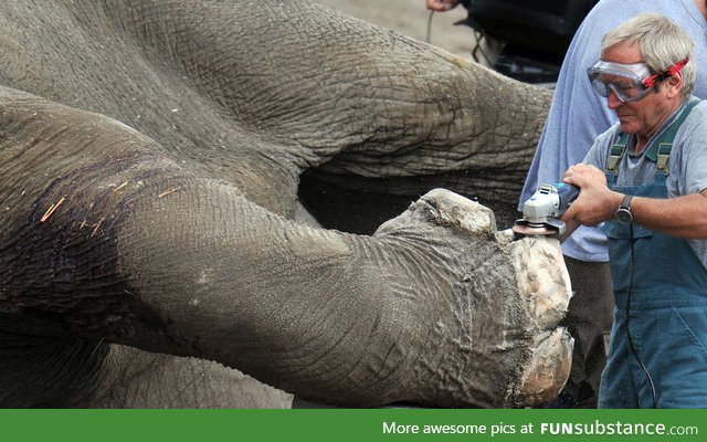 Trimming an elephant's nails