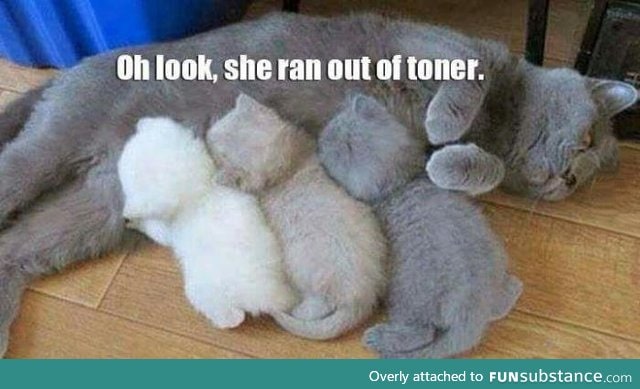 The first cat joke I laughed at