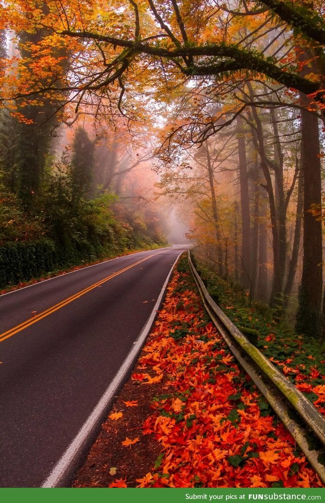 Autumn on a country road