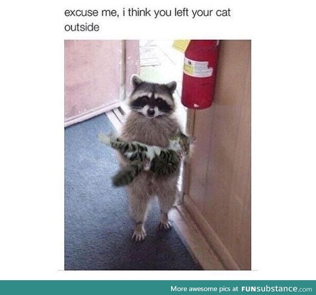 i want a raccoon