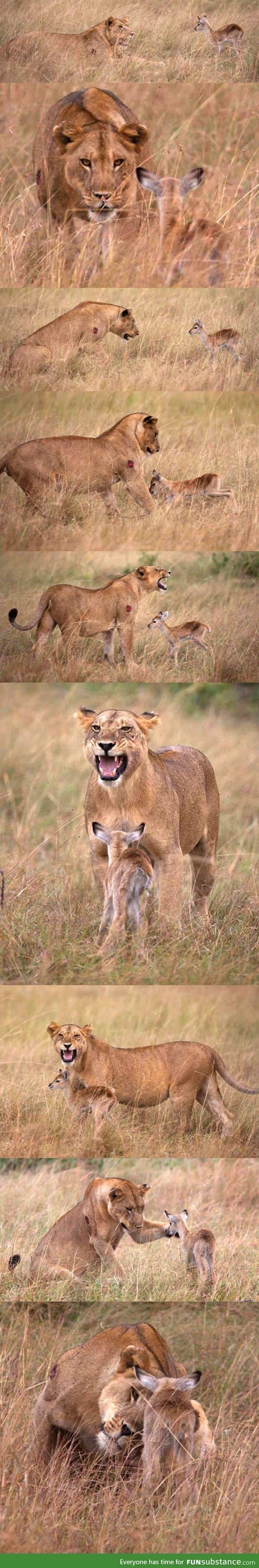 A lioness decides to adopt a baby gazelle?
