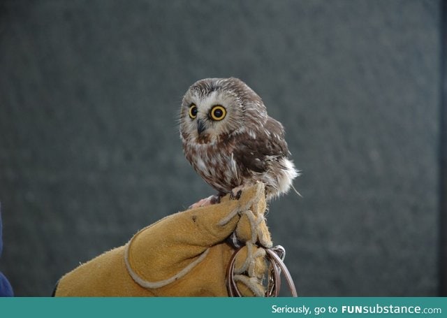 Tiny owl!