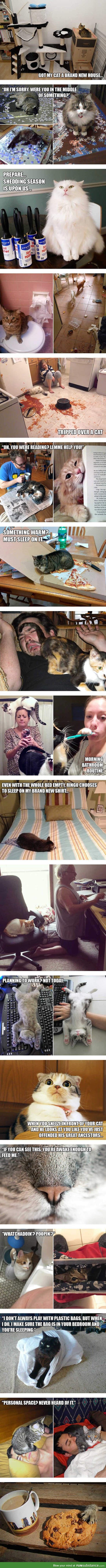 Struggles only cat owners will understand