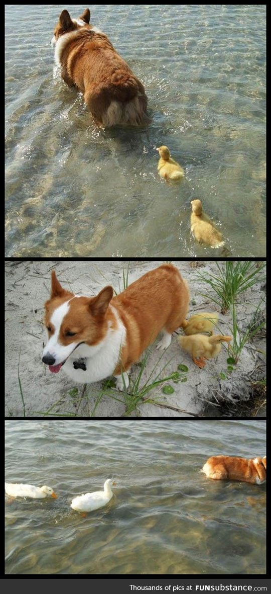 Flock of ducklings lose their mother, corgi adopts them