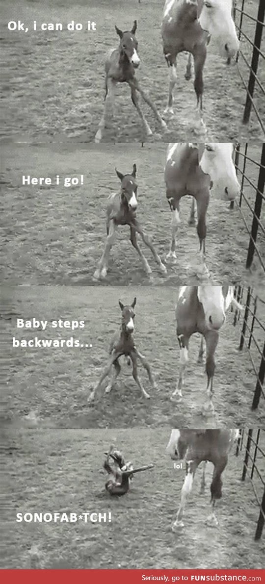 First baby horse steps