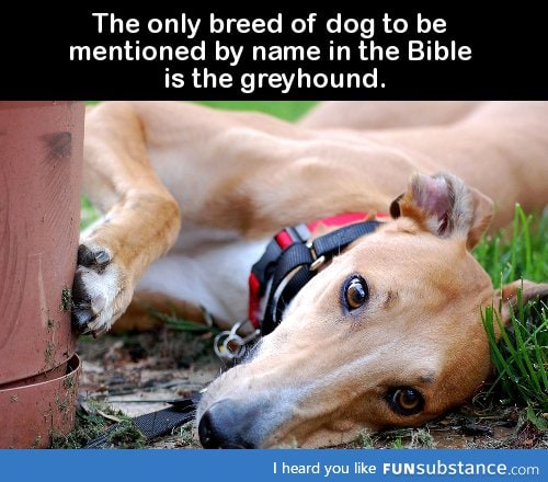 The only breed of dog to be mentioned by name in the Bible is the greyhound