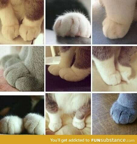 The paws