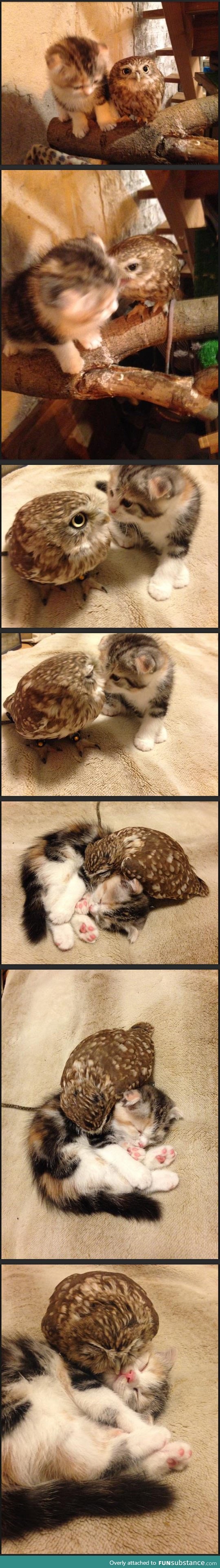Kitten and owlet are the cutest things ever