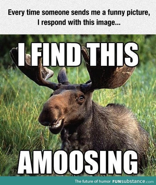 Amused moose