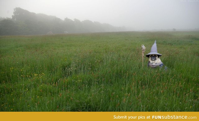 Gandalf the Pug