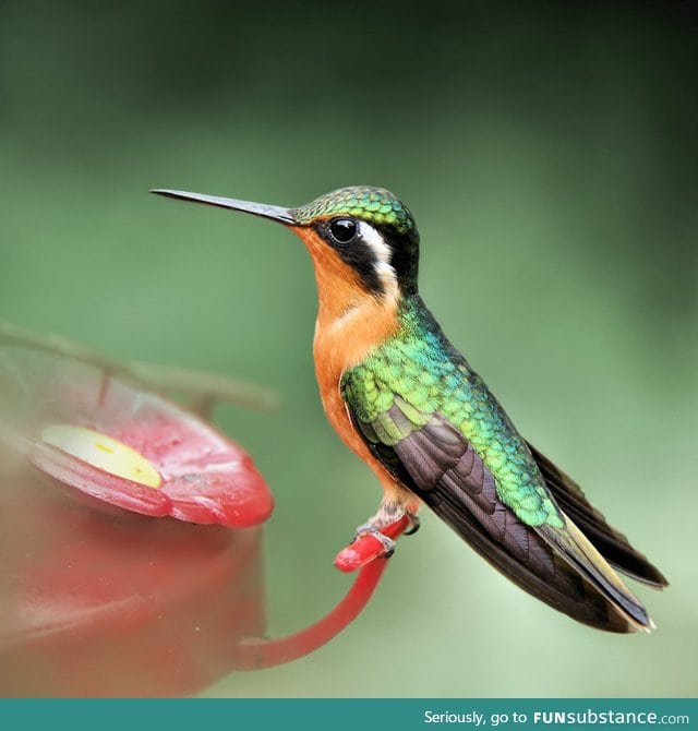 Magnificent hummingbird
