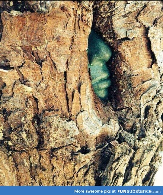 This tree grew over a statue, making it look as if there is a green man trapped inside