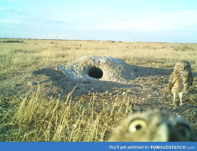 PsBattle: Burrowing Owls spot a camera