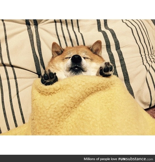 A shiburrito